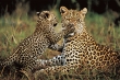 Nature's Best